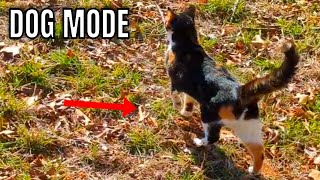 This Cat Points Like A Hunting Dog