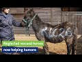 Neglected rescued horses now helping humans - equine assisted therapy