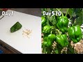 苗を捨てないで！ピーマンは何年も育ちます！ / Don&#39;t throw away your plants! Bell peppers will grow for many years!