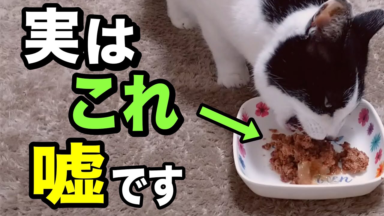 キャットフードの嘘を獣医師が解説します