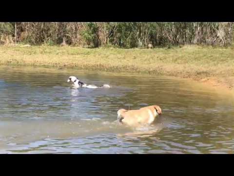 crash-blind-deaf-puppy-swimming