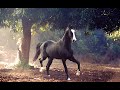 Arabian and Marwar horse - Clip