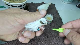 14 Day Old White Canary Put On Ring 20240307 by Nissan Tseng 913 views 2 months ago 1 minute, 53 seconds