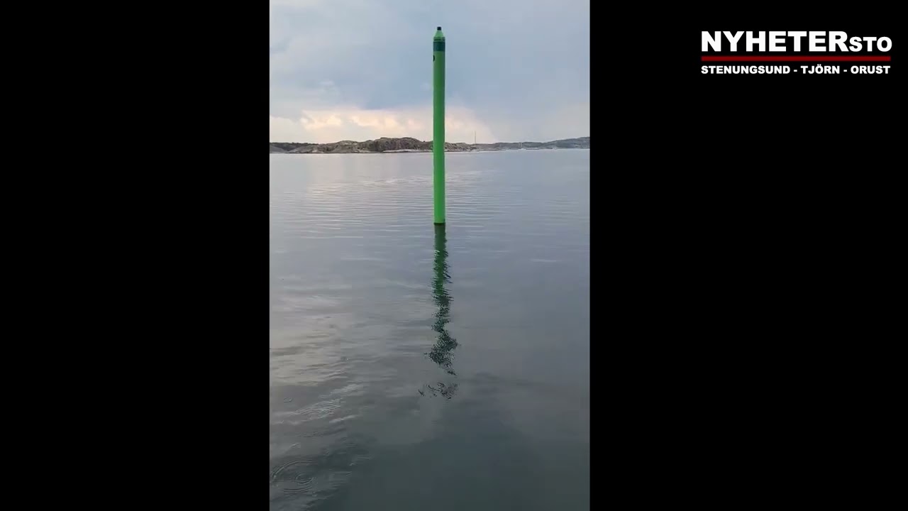20250716 Delfiner utanför Orust