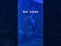 SEA LIONS #shorts #youtubeshorts #trending #viral