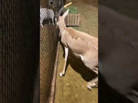 مزرعة سجة الافلاج