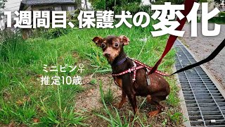 怖がりな保護犬、1週間目の変化