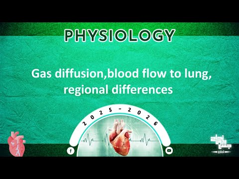 Revision of L4: Gas diffusion, blood flow to lungs and regional differences; Physiology