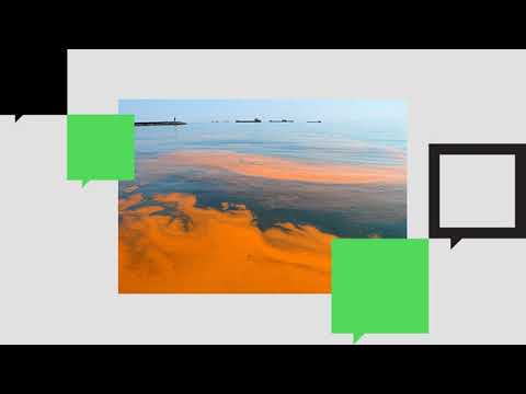 From Lab to Life: Algae, Red Tide, and What’s on Your Plate