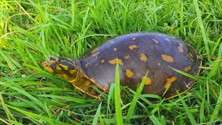 Wow Amazing Tortoise Catching Amazing Boy Tortoise Catching By Hand In Natural Canal|