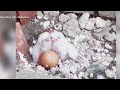 Vote on your favorite names for Aurora's newborn falcons