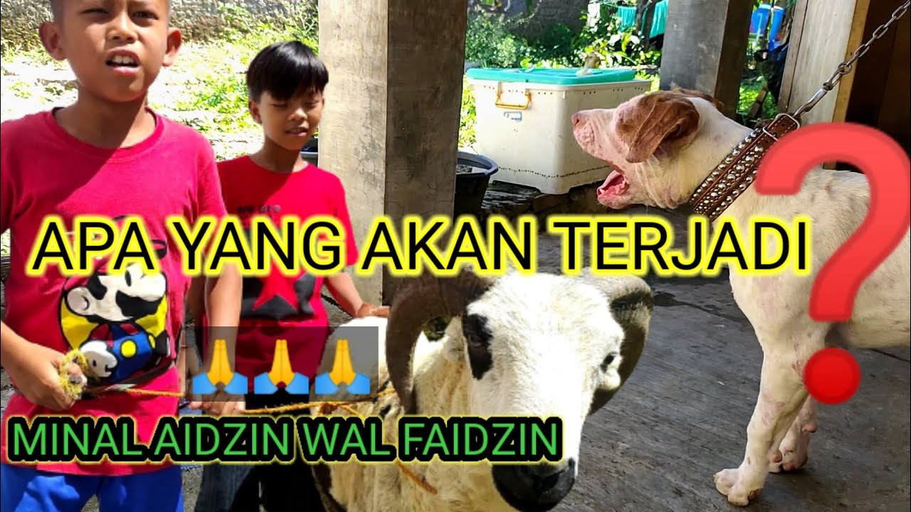 CARLO ( ANJING PITBULL X ) KETEMU DOMBA BIG SIZE