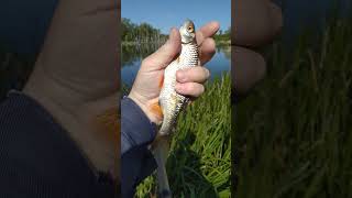 РЫБАЛКА на ПОПЛАВОЧНУЮ удочку 🎣 весна 🌊 река 🐟 май 🌀🏞️🌲🌲🌲🌲🌀🏡🌊🌀