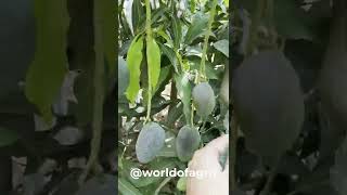 Growing mangoes at home