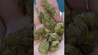 Peanut Butter Breath #2, Flame Train CBD,  @flametraincbd4573