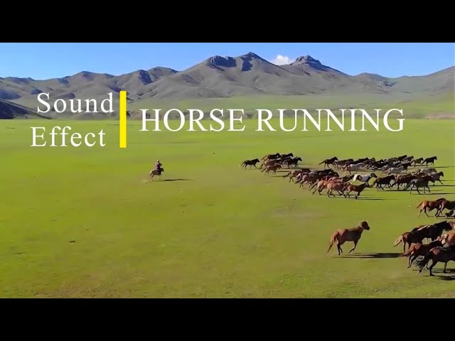 Suara Kuda Berlari | Sound Effect Horse Running & Neighing class=