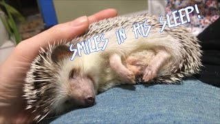 Cute Hedgehog Sleeping