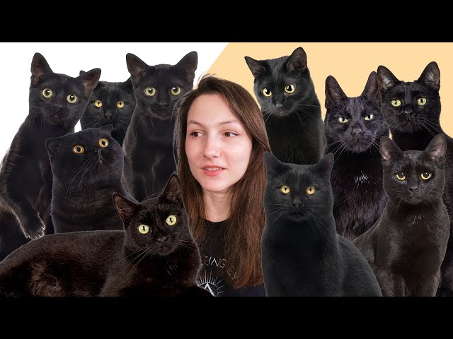 8 Facts You Didn't Know About Black Cats 