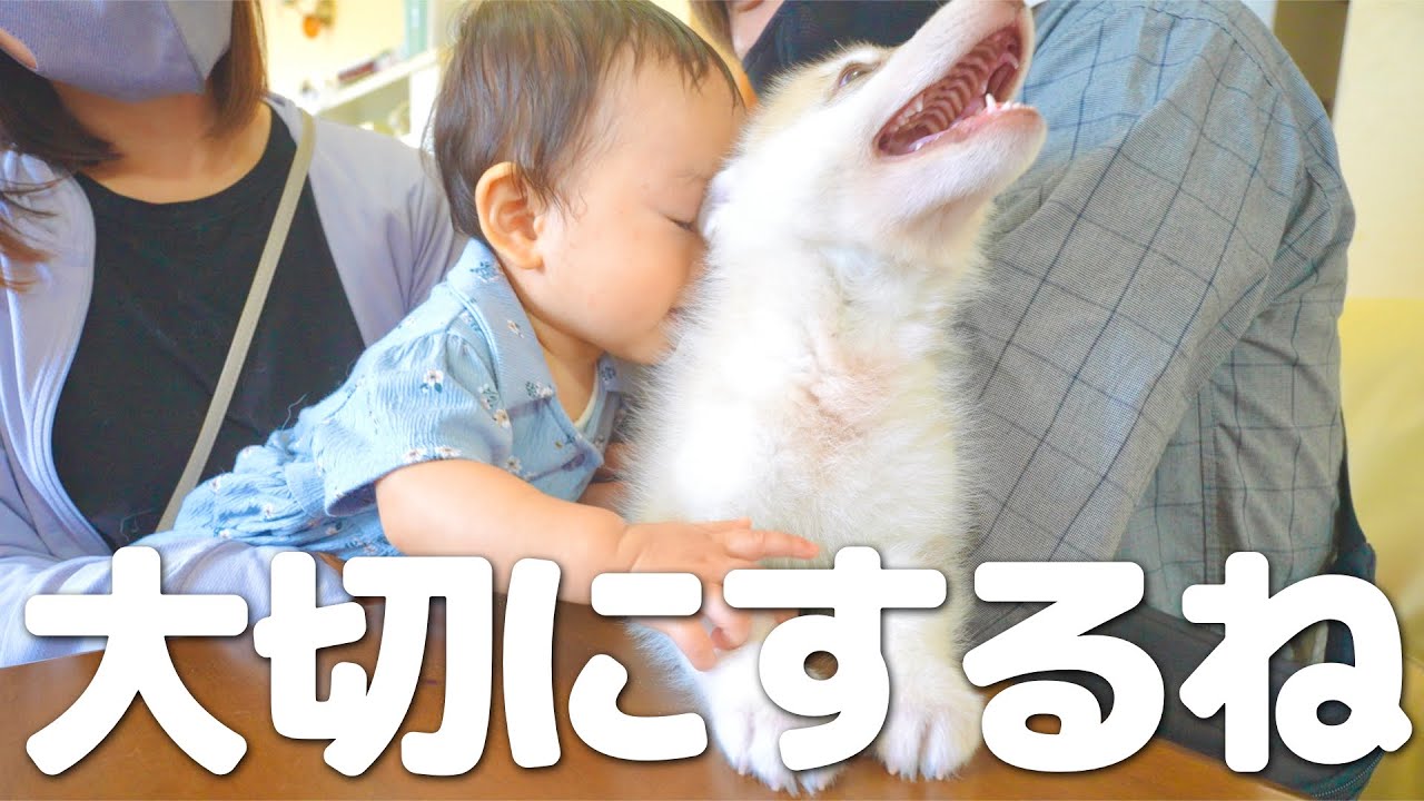We hugged the baby husky tightly and welcomed him with lots of