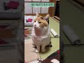 【三毛猫】寝起きのミケ
