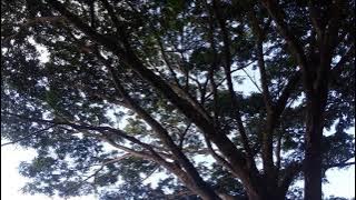 SUARA BURUNG DI PEGUNUNGAN DEKAT PANTAI