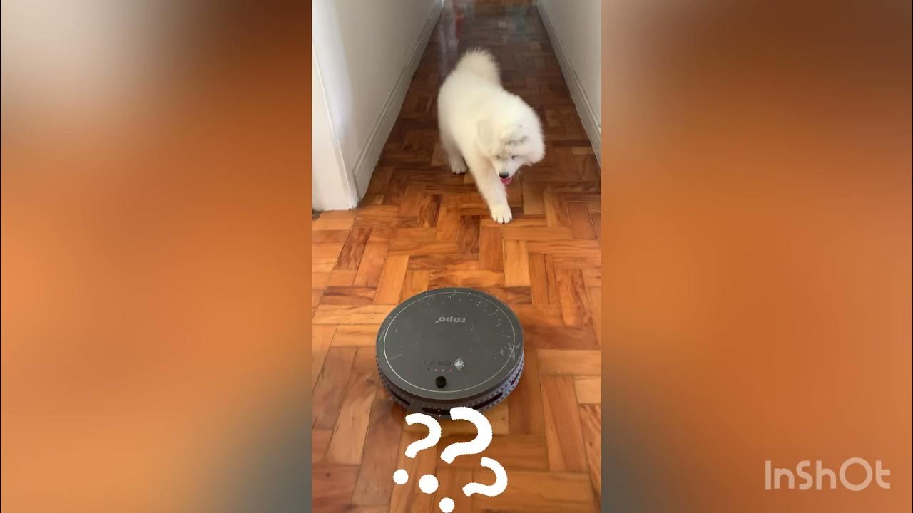Samoyed puppy meets vacuum robot YouTube