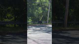 Bear Casually Approaching a Trash Container While Ignoring POV