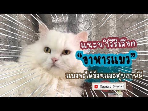 อาหารสุนัขและแมวต้องเลือกยังไง?(แบบแสตนดาร์ดและแบบพรีเมี่ยม)#อาหารสุนัข #อาหารแมว