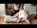 American Bulldog CCL injury conservative treatment with Photonic red light and knee braces