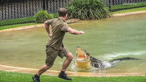 Robert Irwin's 19th Birthday Croc Show ft. Scrappa...