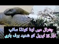 Anna konda snake in chitral snowfall in chitral on 15th april