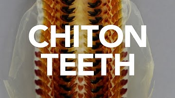 Weird animals that are informing technology