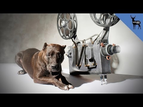 Animals Were Harmed in the Making of These Films