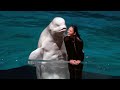 Beluga Whale Night Show at Yokohama Hakkeijima Sea Paradise 【4K】