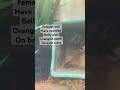 Hey Aqua Decoders! EASIEST FISH TO BREED! Male vs Female Convict Cichlids in 25L Tank!