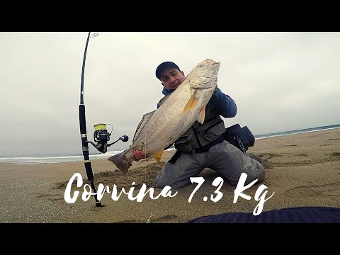 CORVINA 7.3kg //