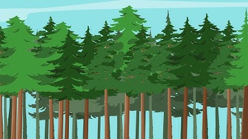 The Role Working Forests Play in Carbon Capture and Storage