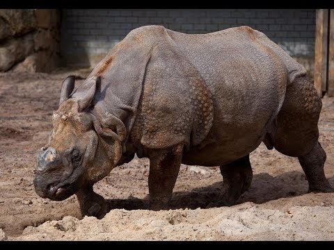 Video: İnsan Hatası Nedeniyle Hangi Hayvanların Nesli Tükendi