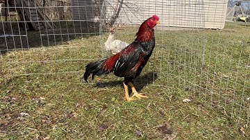 Red Dragon. 10. 8 lbs