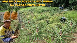 PAGLILINIS NG ATING TANIM NA PINYA SA TABING BABOYAN