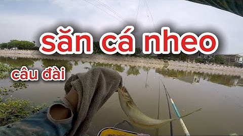 Săn cá nheo sông tự nhiên| câu đài| tập 1 