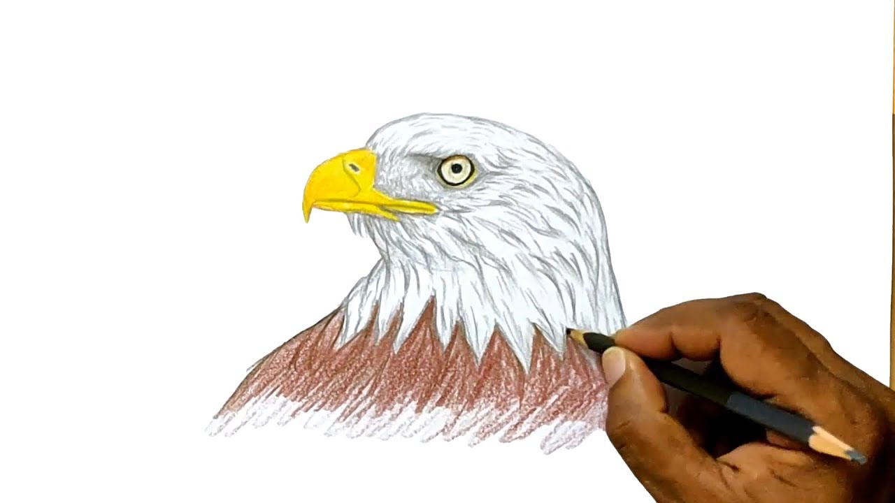How to Draw an Eagle (narrated) YouTube