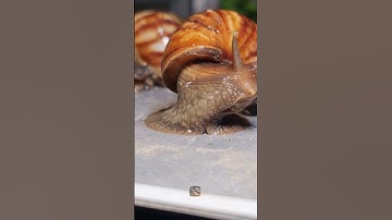 THIS IS THE SNAIL MOVING #snail #shorts #shortvideo