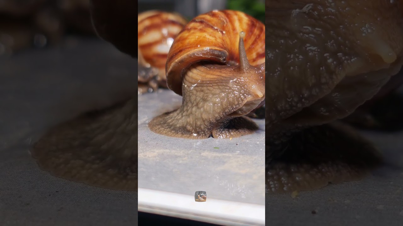 THIS IS THE SNAIL MOVING 