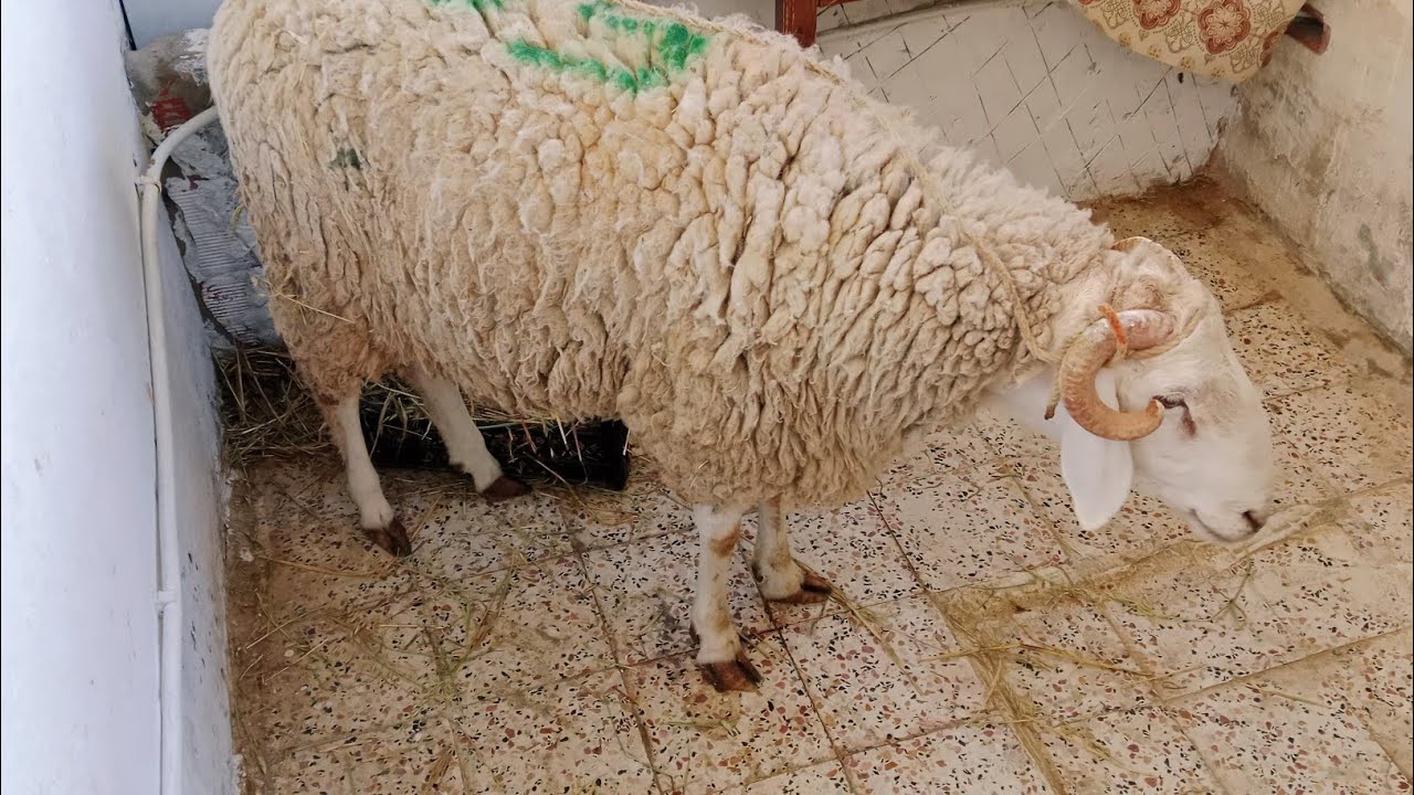 فيديو محفز لطرب الاخوات والاجابه على الاسئله