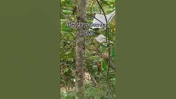 Apakah burung Tledekan Gunung bisa jodoh Alami di Aviary..? #aviary #aviaryindonesia #kicaumania