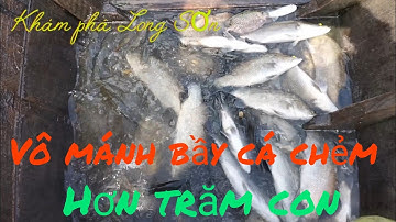 Vô mánh bầy cá chẻm cả trăm con hơn 50 ký ll Khám phá Long Sơn #257