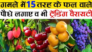 गमले में 15 तरह के फल वाले पौधे लगाए व भी ट्रेंडिंग वैरायटी | Best Fruit Plant For Home Garden