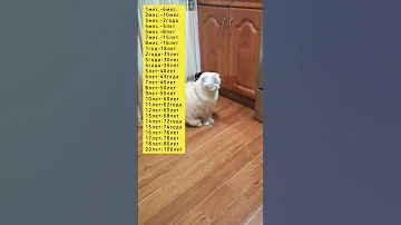 Сколько лет вашей кошке по человеческим меркам?