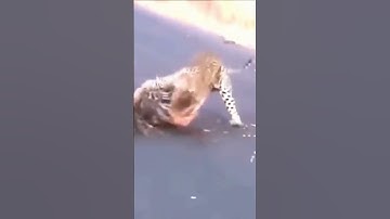 Đối đầu báo đốm và nhím !   #youtubeshorts #thegioidongvat #animals #nhatkyhoangda #wildlife